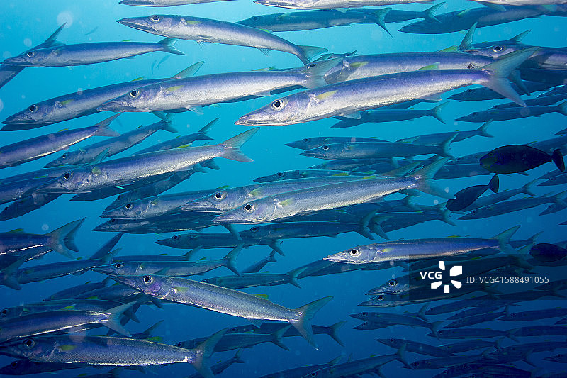 帕劳，海氏金梭鱼群图片素材