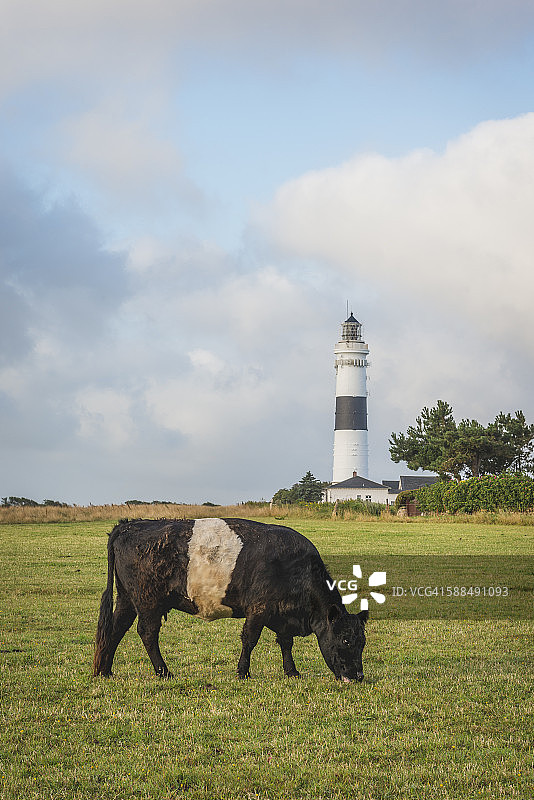 德国叙尔特岛坎彭：前景中有奶牛吃草的“红色悬崖”灯塔景观图片素材