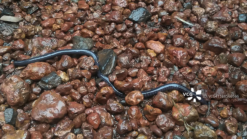 安波利热带雨林奇观图片素材