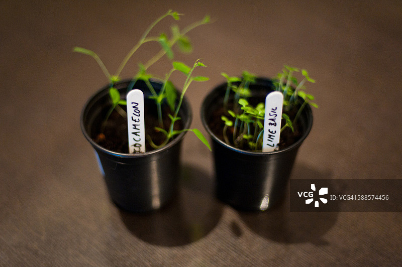 拇指西瓜和青柠罗勒植物生长图片素材