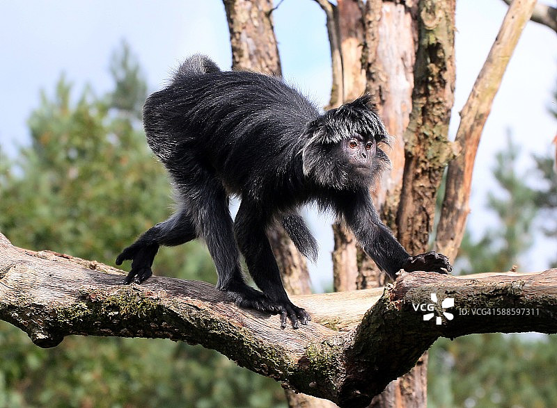 爪哇叶猴图片素材