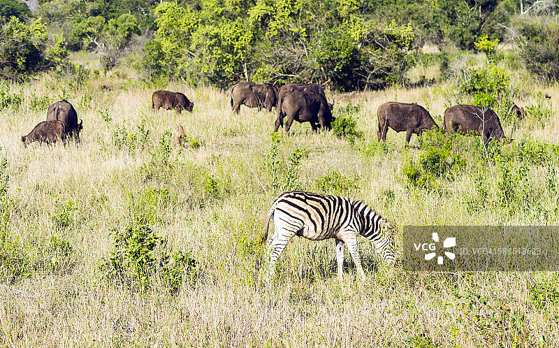 赫卢赫卢韦-乌姆弗洛兹国家公园图片素材