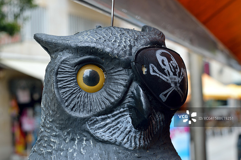 海盗猫头鹰图片素材