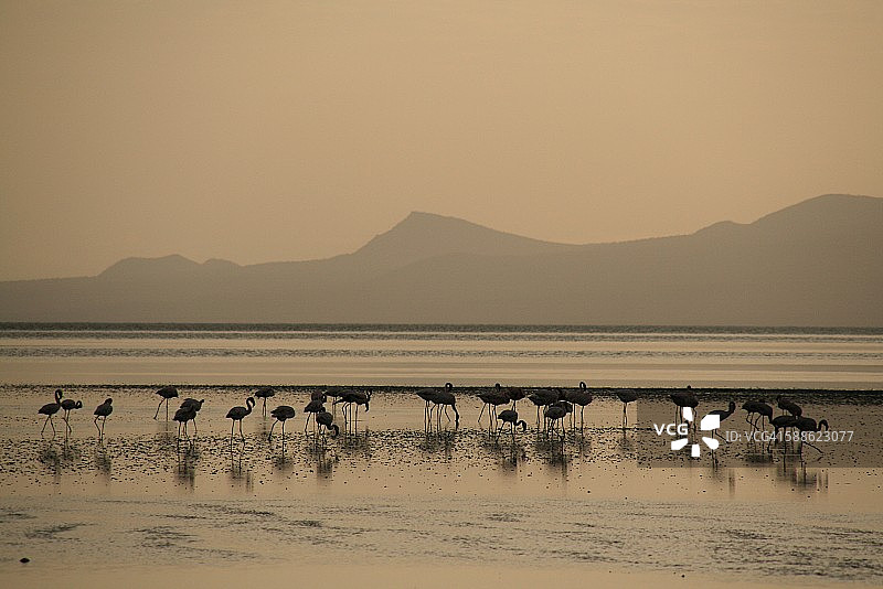 纳特龙湖的火烈鸟图片素材