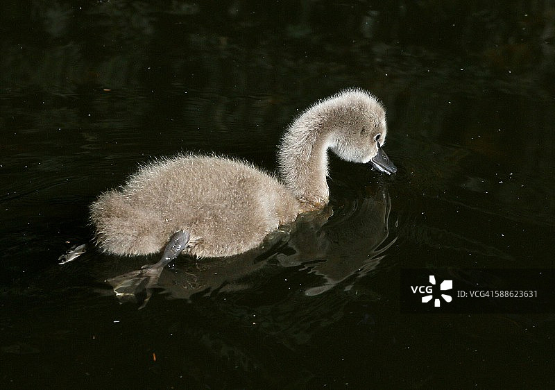 黑天鹅幼鸟图片素材