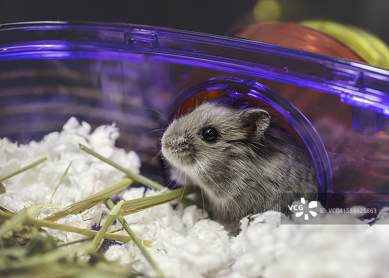 灰色小仓鼠图片素材