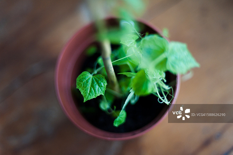 迷你黄瓜植物生长图片素材