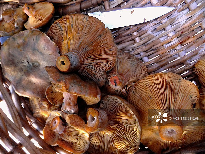 红松蘑菇图片素材