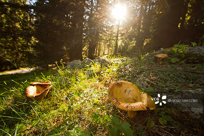 山上的蘑菇图片素材