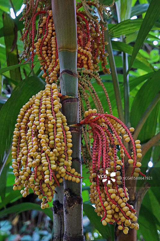 棕榈树果实图片素材