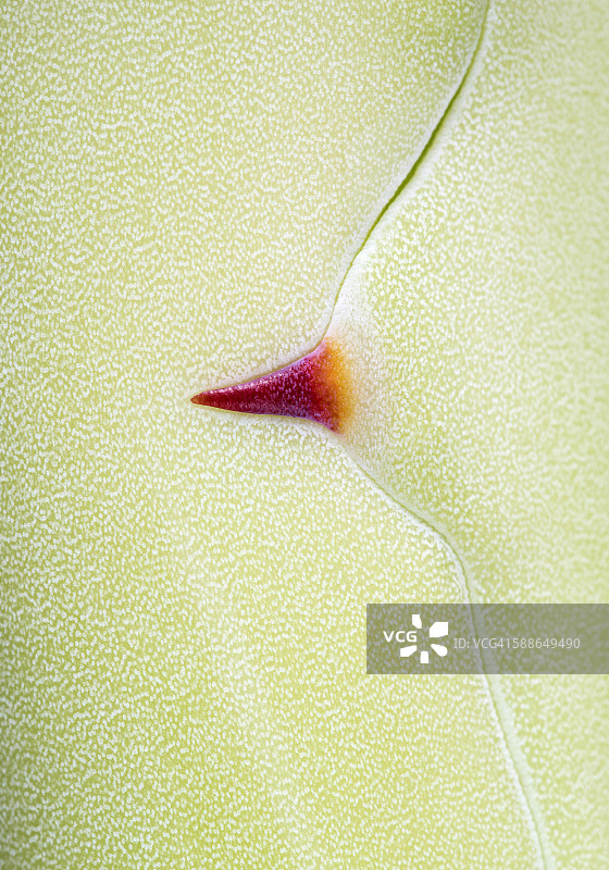 龙舌兰植物叶片圆形自然形态图片素材