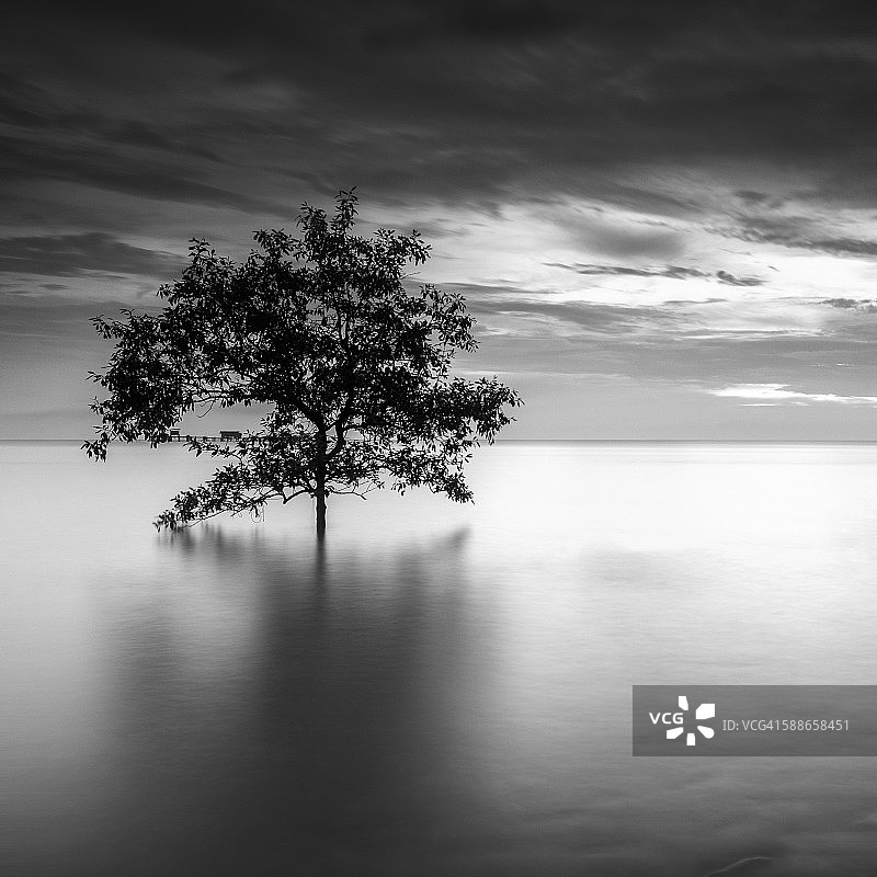 黑白色的孤 tree图片素材