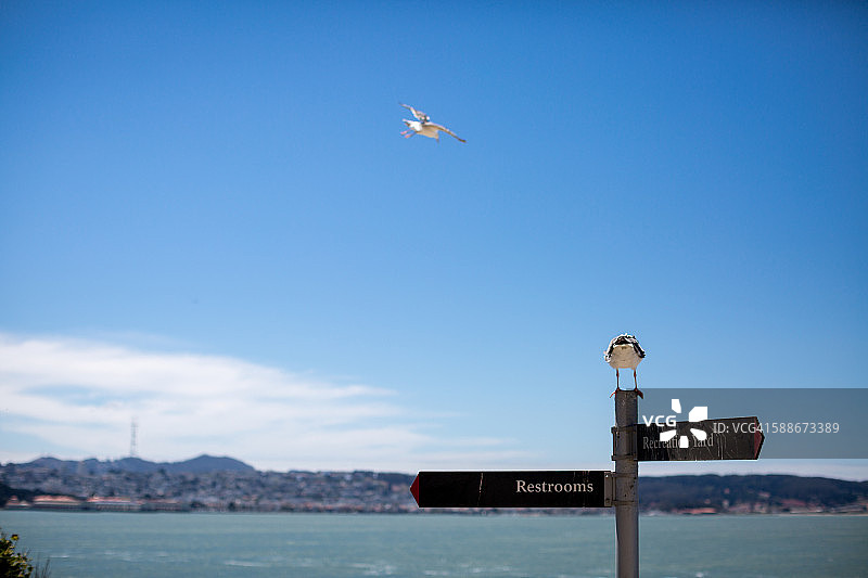 恶魔岛的海鸥图片素材