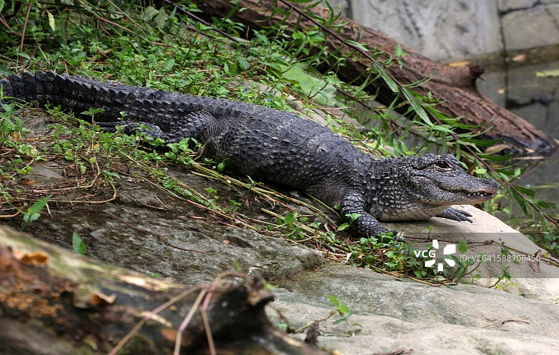 扬子鳄图片素材