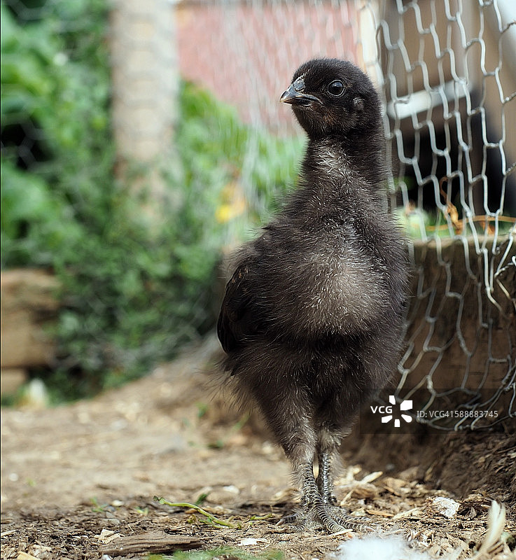 站立的黑色小鸡图片素材