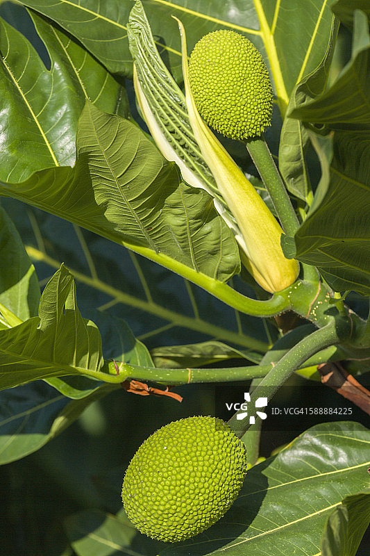 夏威夷成熟的面包果图片素材