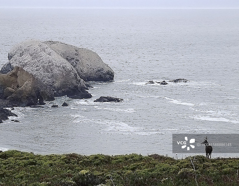 雄鹿站在悬崖顶上俯瞰大海图片素材