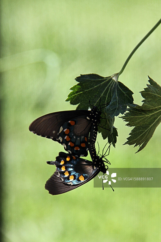 两只麝凤蝶图片素材