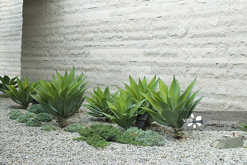 现代化花园中墙边的芦荟图片素材