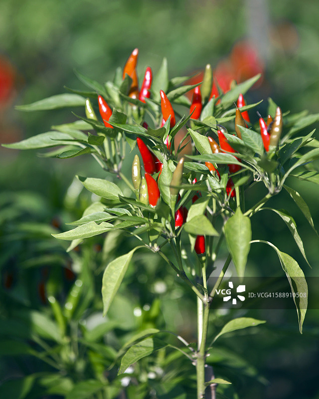 红辣椒图片素材