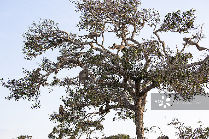 在树上玩耍的灰叶猴图片素材