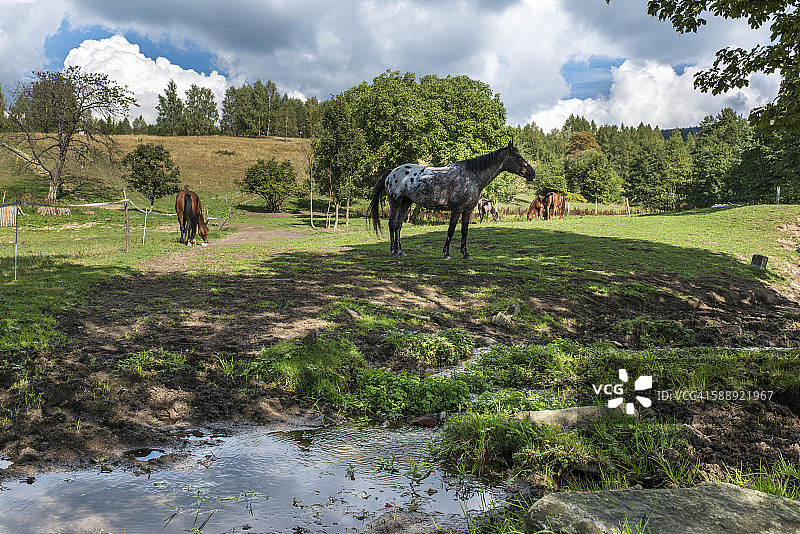 田野里的马群图片素材