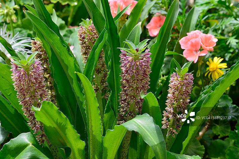 花园里的菠萝莉莉图片素材