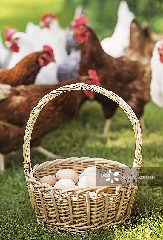 缅因州联合镇装满鸡蛋和母鸡的篮子图片素材