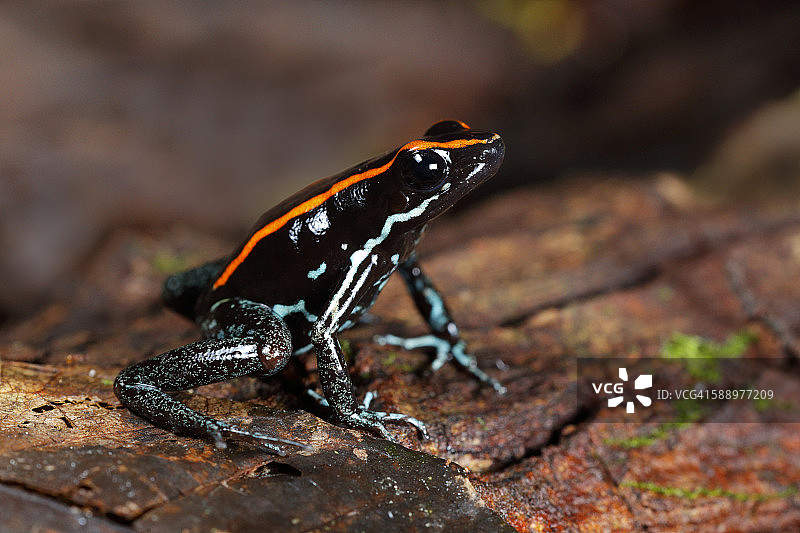 戈尔福杜尔塞箭毒蛙图片素材