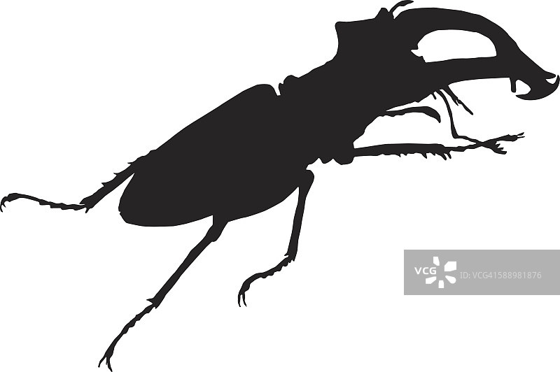 鹿角虫图片素材