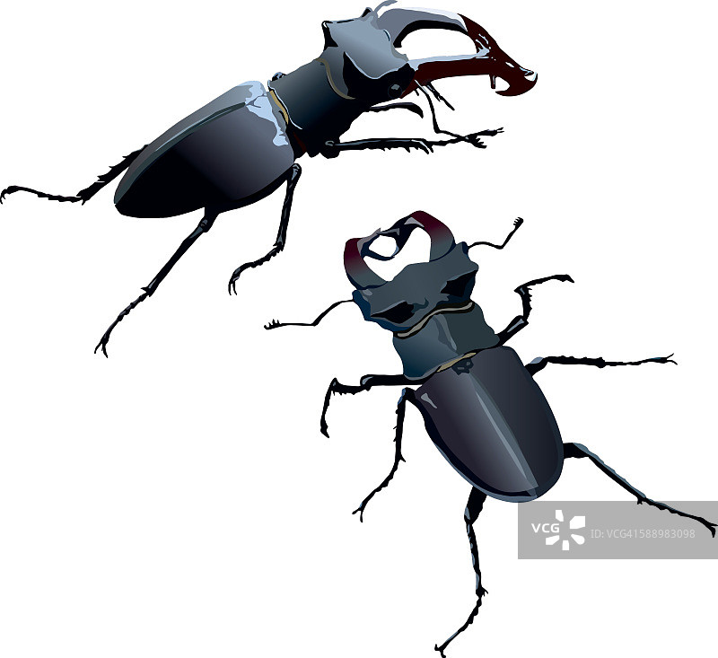 鹿角虫图片素材