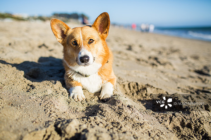 在海滩上放松的柯基犬图片素材
