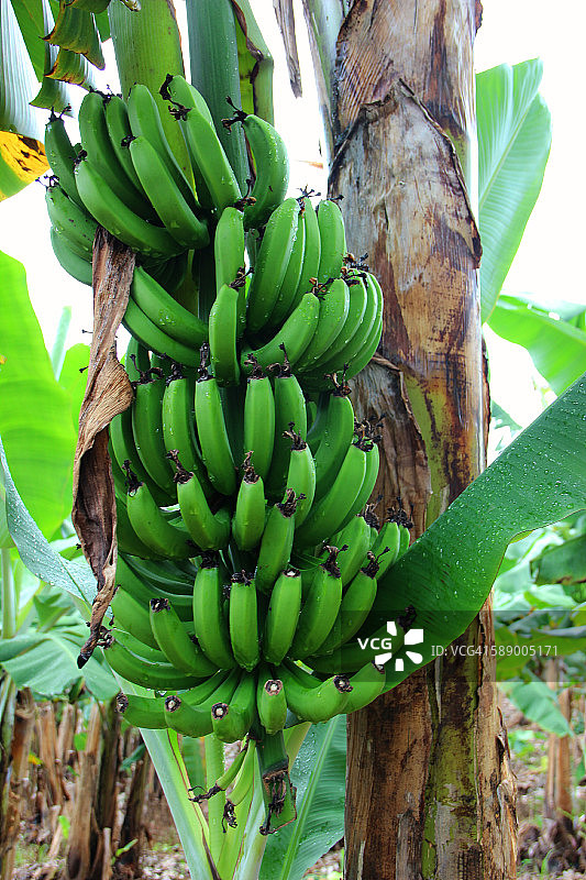 香蕉树上的一束香蕉，科鲁帕，巴西图片素材