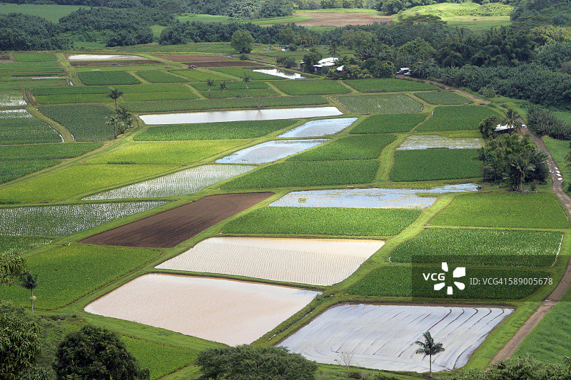 哈纳雷山谷的芋头田图片素材