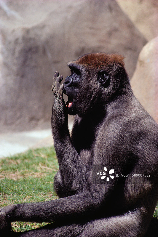 打呵欠的大猩猩图片素材