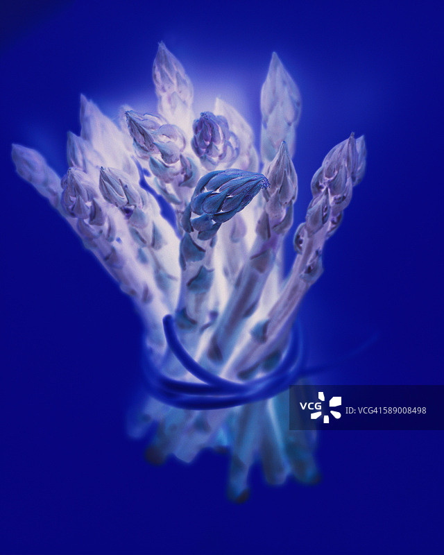 芦笋束图片素材