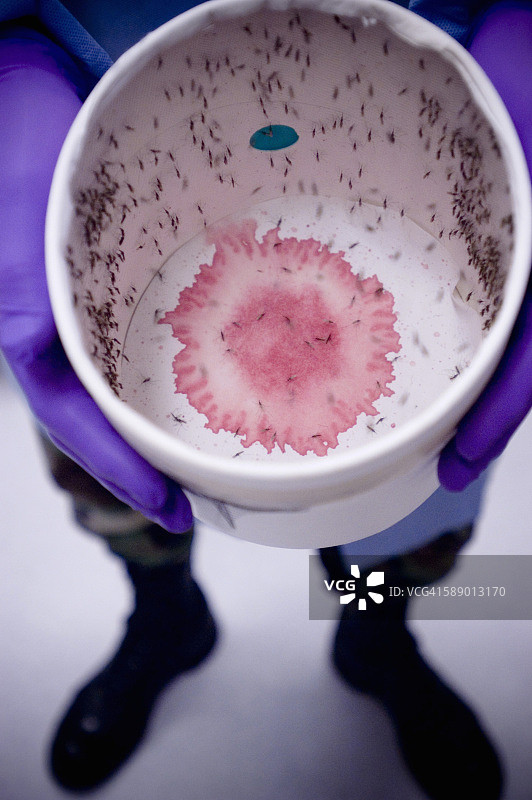 一桶携带疟疾的蚊子图片素材