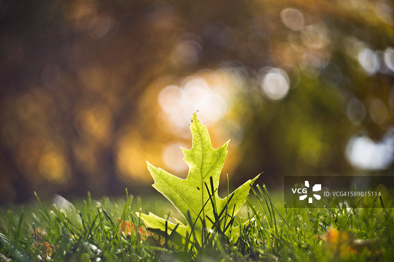 地面上的直立绿橡树叶图片素材