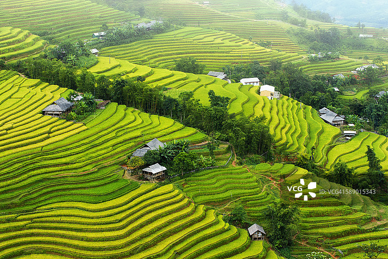 黄苏飞梯田图片素材