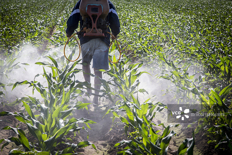 在墨西哥喷洒玉米的农民图片素材