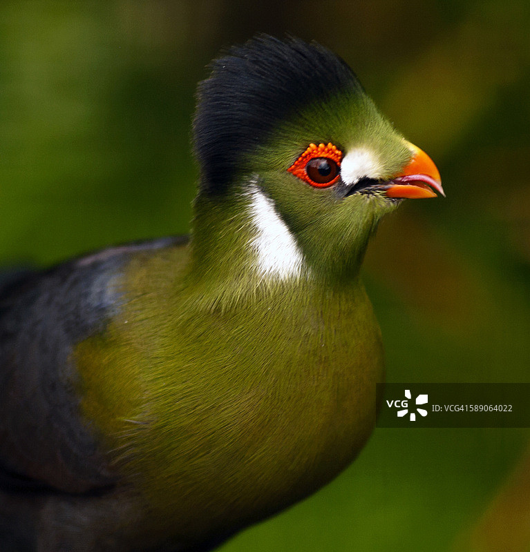 白脸蕉鹃的特写图片素材