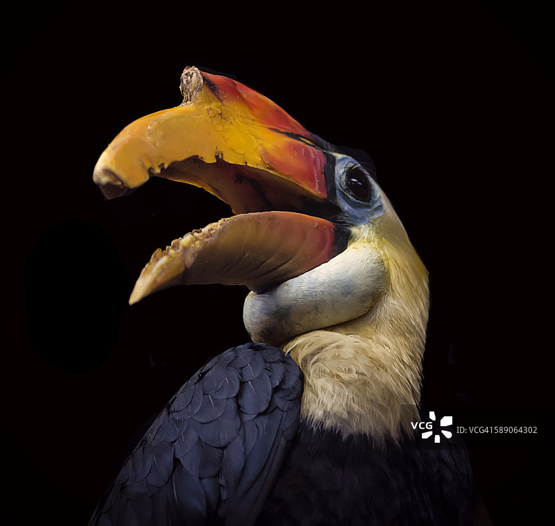 黑色背景上的皱盔犀鸟图片素材