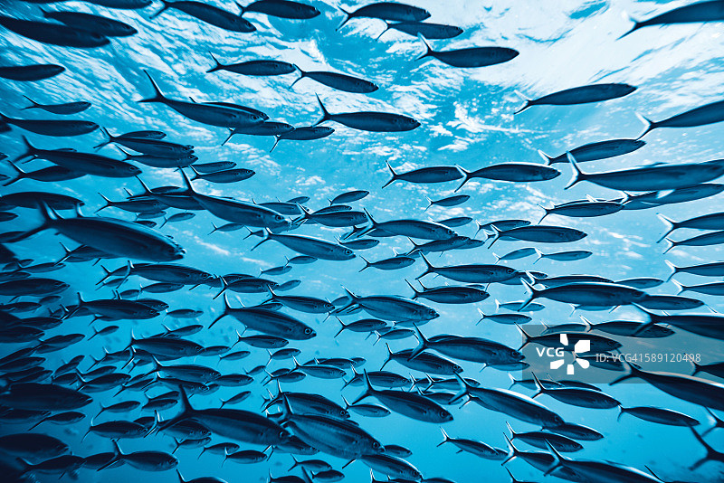 水下热带鱼图片素材