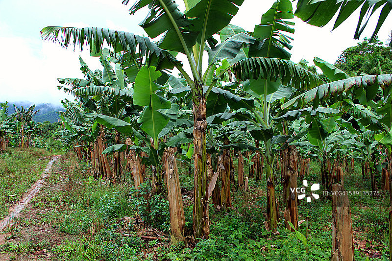 巴西香蕉种植园中的小路图片素材