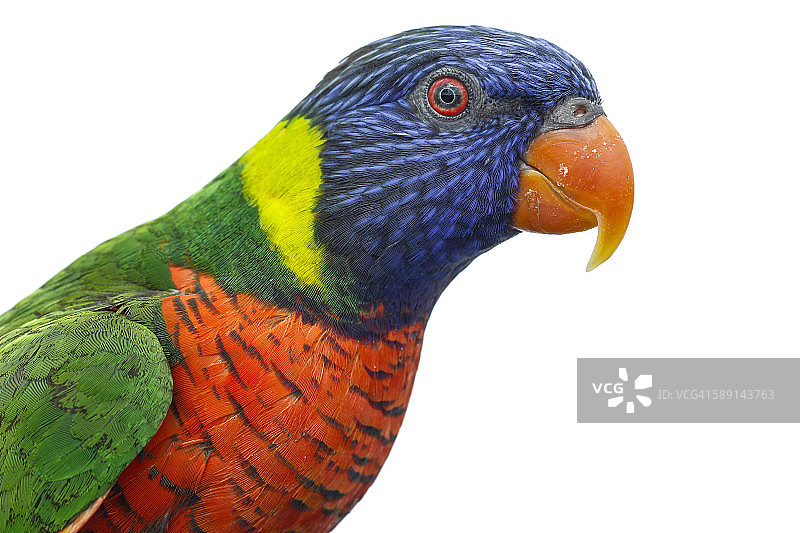 白色背景前的鹦鹉图片素材