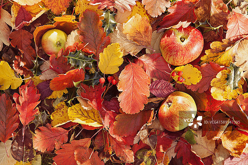 秋天的落叶图片素材