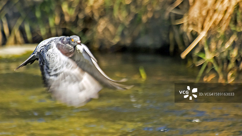 鸽子在空中有力地拍打翅膀图片素材