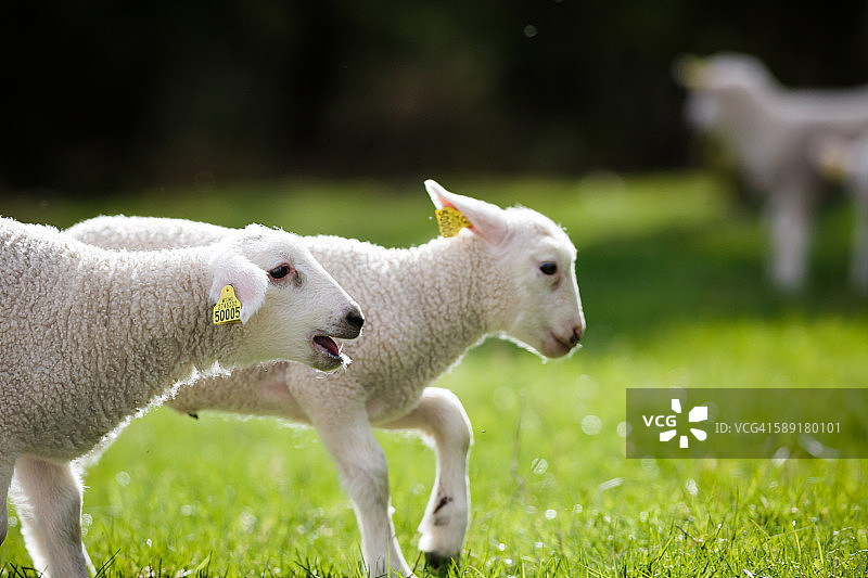 可爱的小绵羊宝宝图片素材