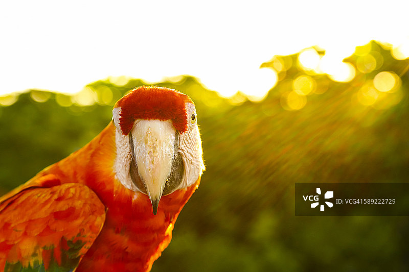 有眩光的金刚鹦鹉图片素材