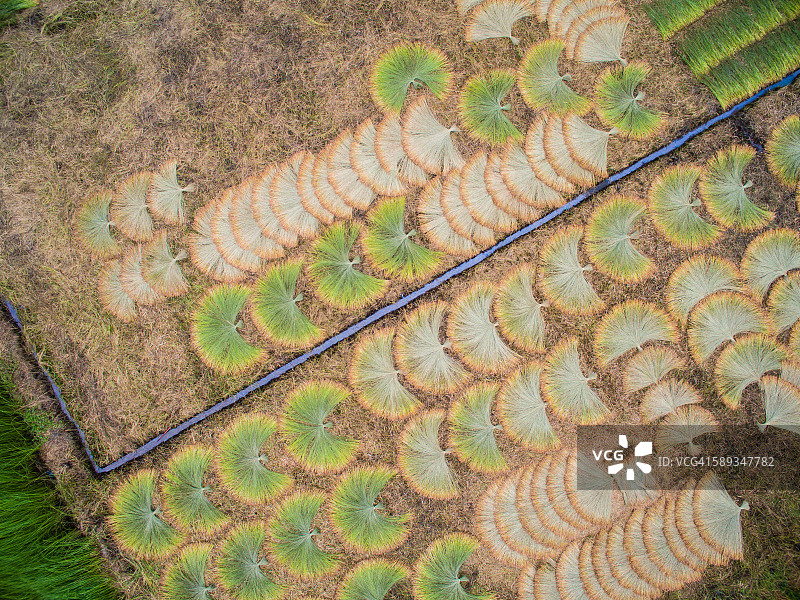 湄公河三角洲景观-莎草垫田图片素材